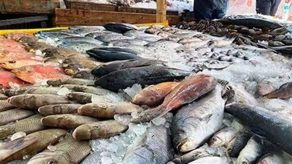 You are currently viewing فعلوا ذلك في بورسعيدية… مقاطعة تهدف إلى التغلب على تجار الأسماك الجشعين والتسبب في انخفاض أسعار الأسماك