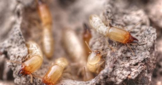 Read more about the article دراسة جديدة: تغير المناخ يسبب تفشي النمل الأبيض على نطاق أوسع